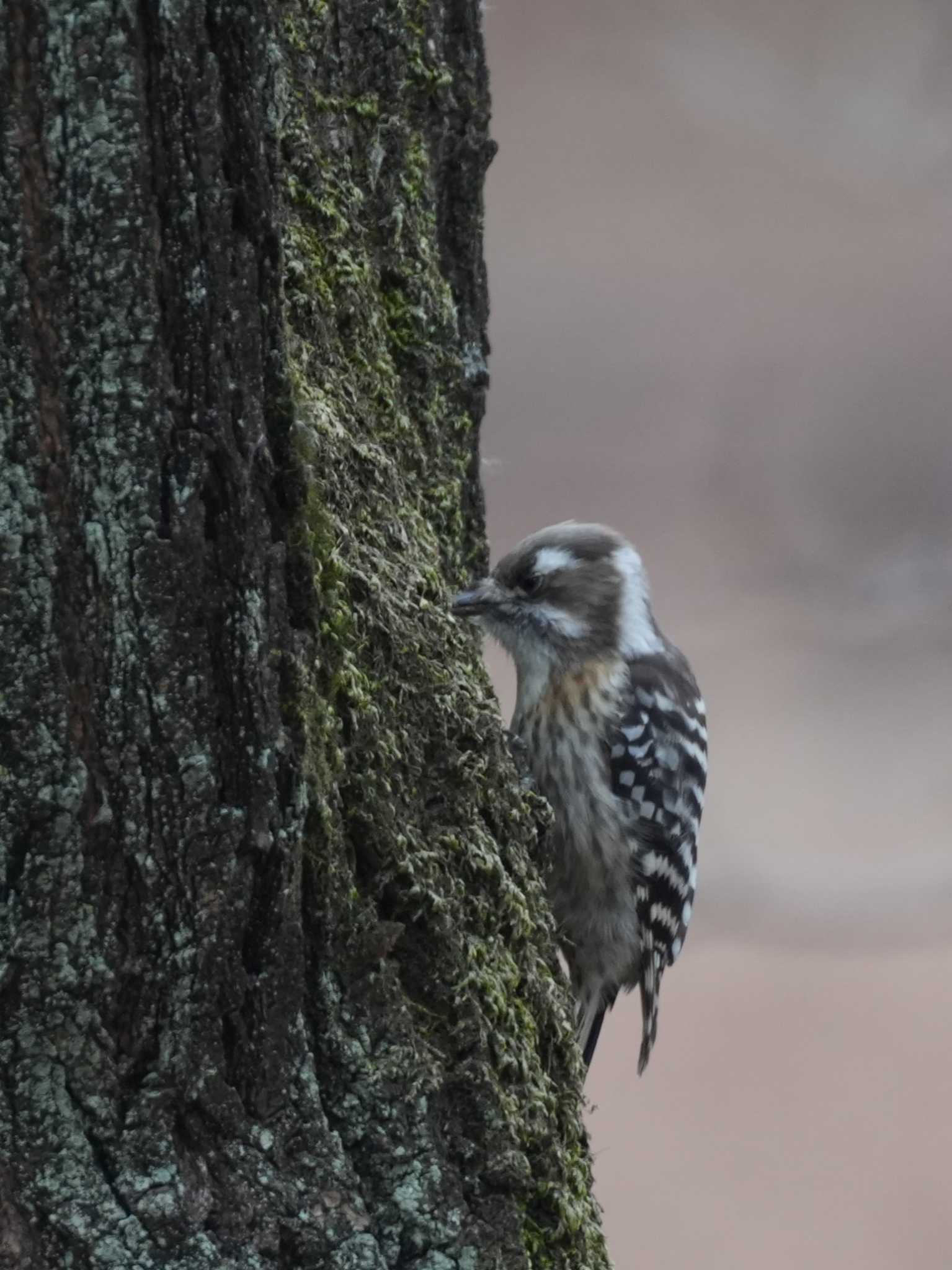 Japanese Pygmy Woodpecker