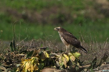 Grey-faced Buzzard Ishigaki Island Sat, 1/6/2024