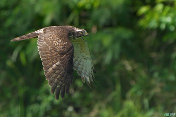 Grey-faced Buzzard Ishigaki Island Sat, 1/6/2024