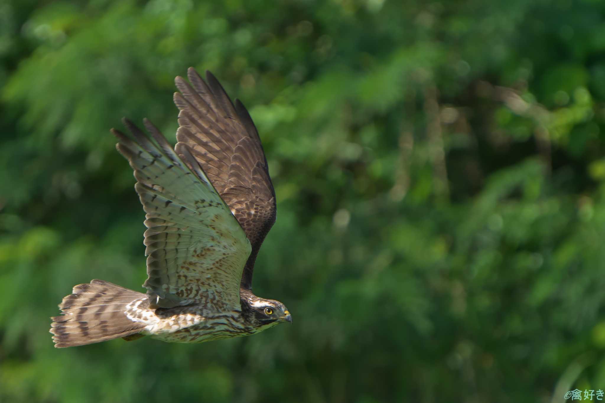 Grey-faced Buzzard