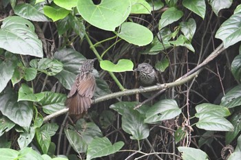 Annam Limestone Babbler Van Long Nature Reserve 2023年5月2日(火)