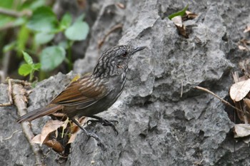 Annam Limestone Babbler Van Long Nature Reserve 2023年5月2日(火)