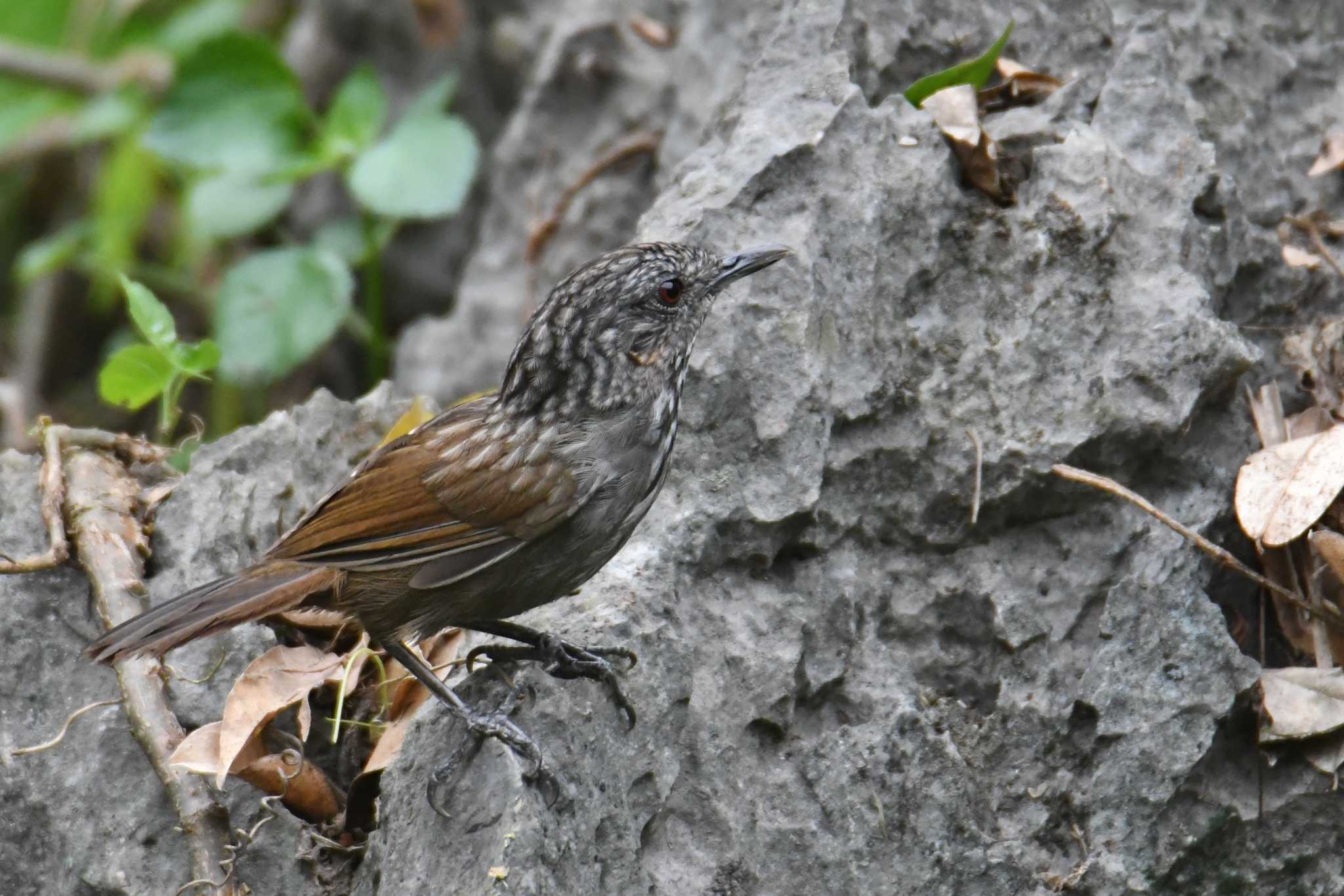 Van Long Nature Reserve Annam Limestone Babblerの写真 by あひる