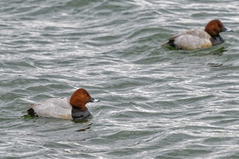 Common Pochard Suwako Lake Thu, 1/18/2024