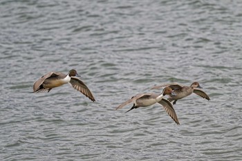 Northern Pintail Suwako Lake Thu, 1/18/2024