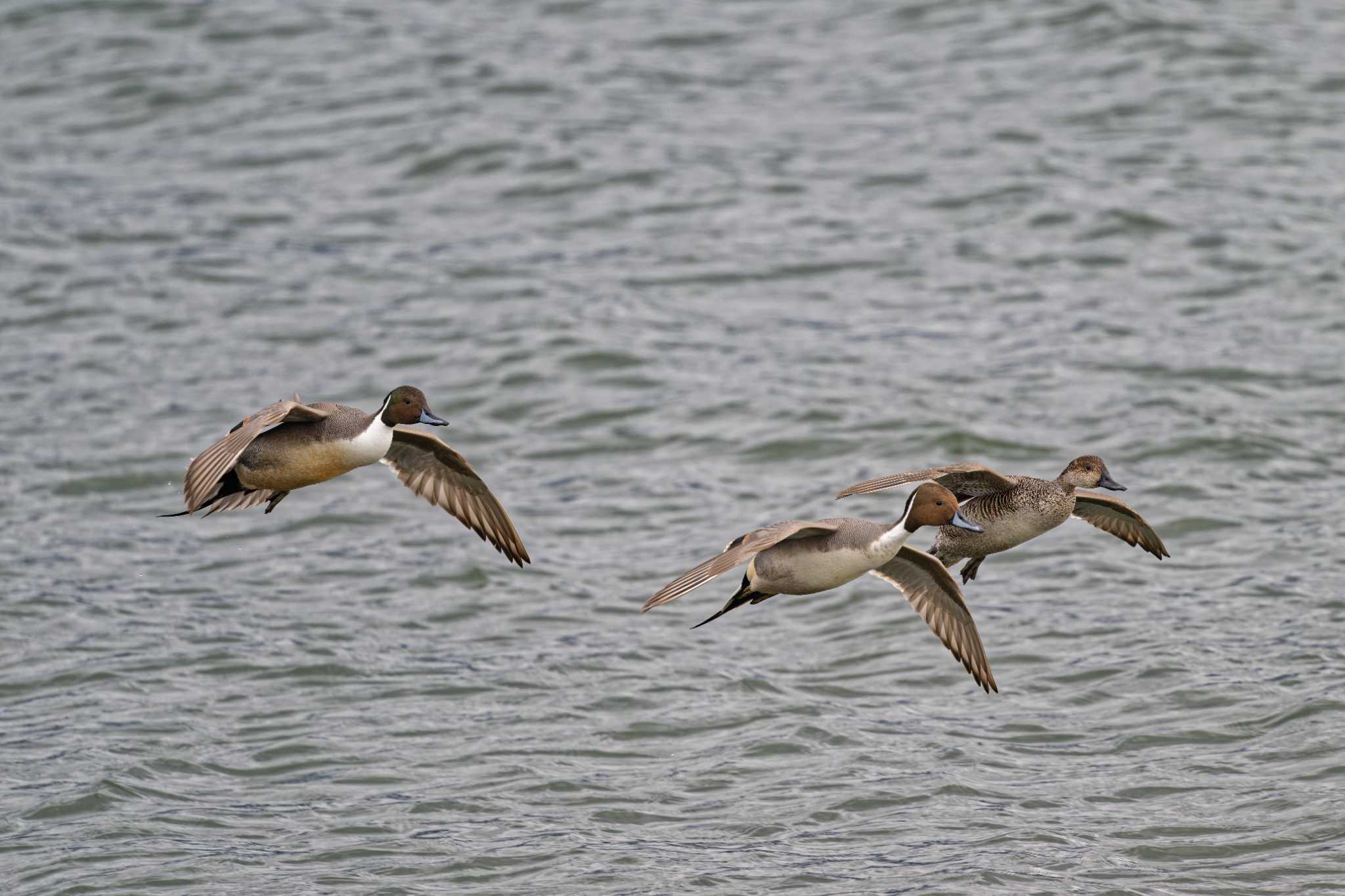 Photo of Northern Pintail at Suwako Lake by しの