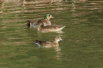 Baikal Teal 愛知県 Wed, 1/17/2024