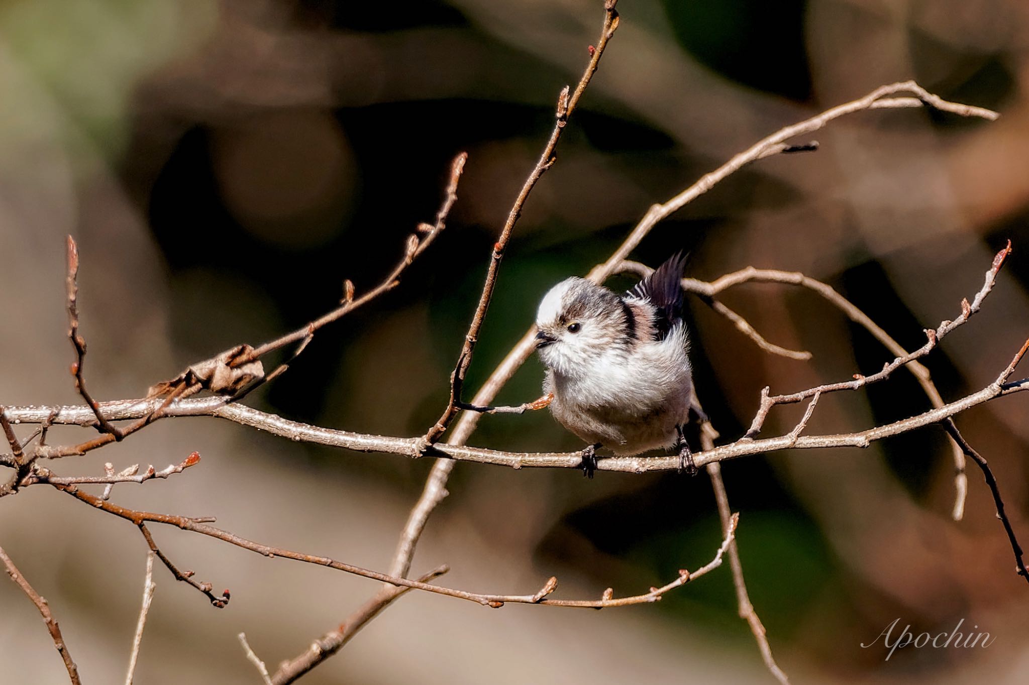 Long-tailed Tit