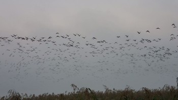 マガン 宮島沼 2018年10月14日(日)