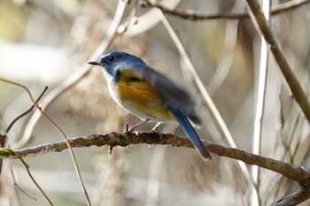 Red-flanked Bluetail 名古屋平和公園 Fri, 1/19/2024