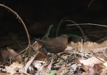 Eurasian Wren 狭山湖周辺 Fri, 1/19/2024