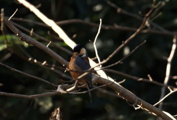 Varied Tit 狭山湖周辺 Fri, 1/19/2024