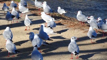 ユリカモメ 水元公園 2024年1月4日(木)