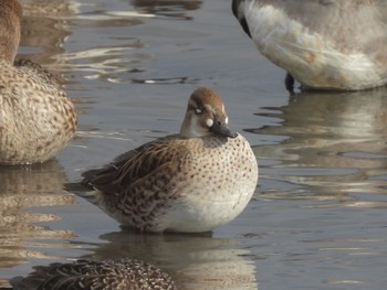 Baikal Teal 磐田大池 Sat, 1/13/2024