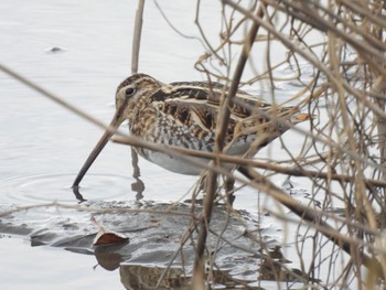 Common Snipe 磐田大池 Sat, 1/13/2024