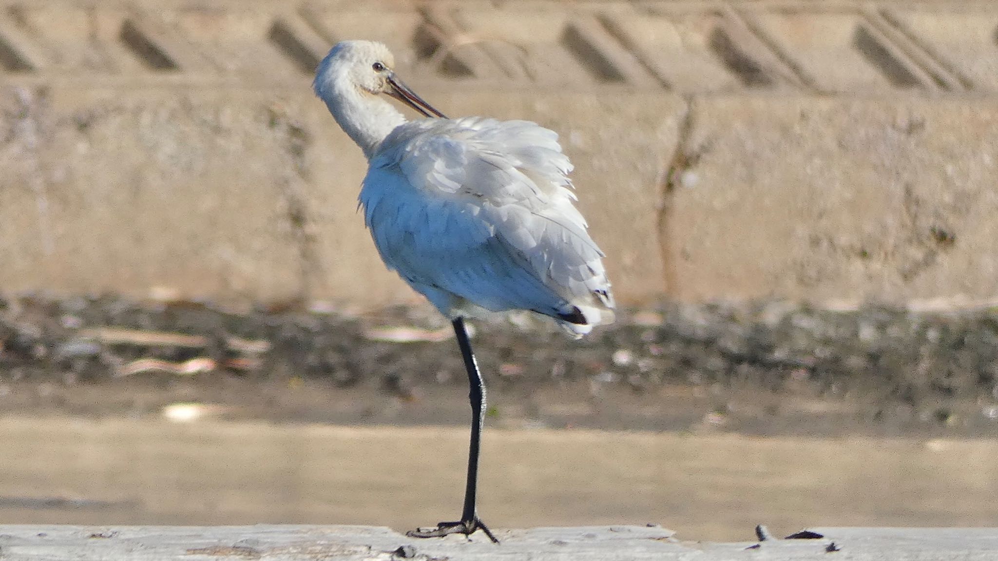 Eurasian Spoonbill