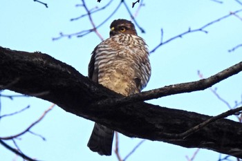 Japanese Sparrowhawk 日本ラインうぬまの森 Fri, 1/19/2024