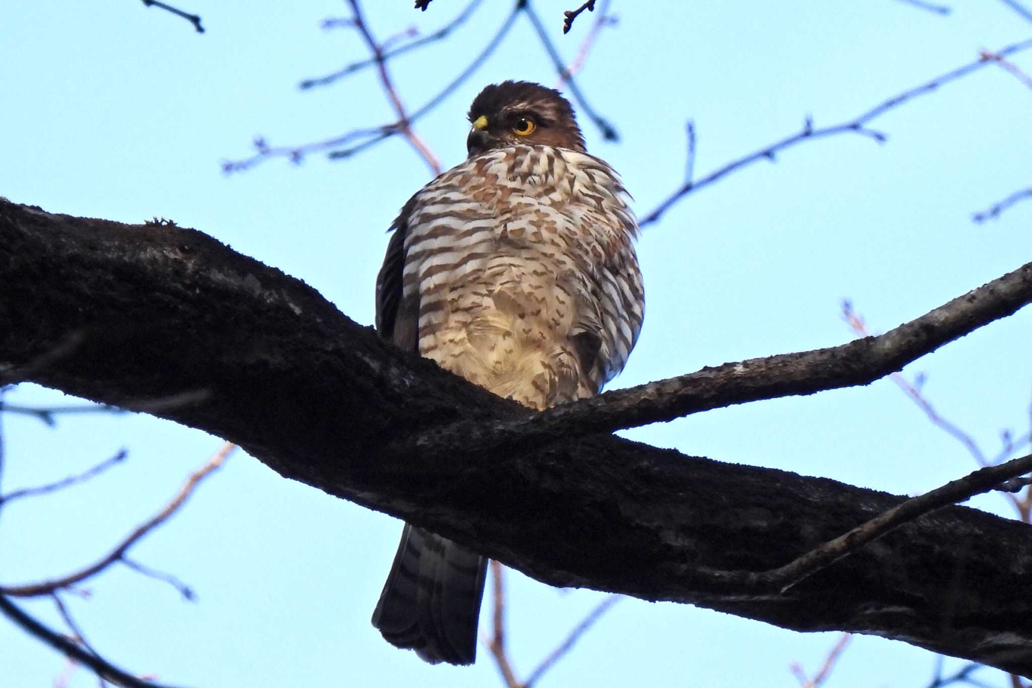 Photo of Japanese Sparrowhawk at 日本ラインうぬまの森 by 寅次郎