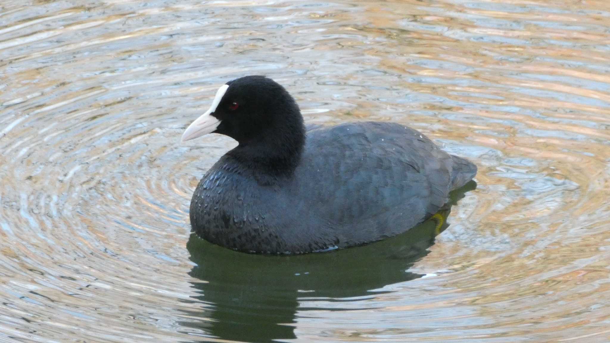 井の頭恩賜公園 オオバンの写真 by こんぶ