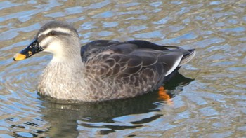 カルガモ 井の頭恩賜公園 2024年1月5日(金)