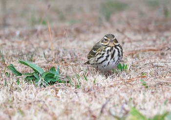 Olive-backed Pipit Hama-rikyu Gardens Thu, 1/18/2024