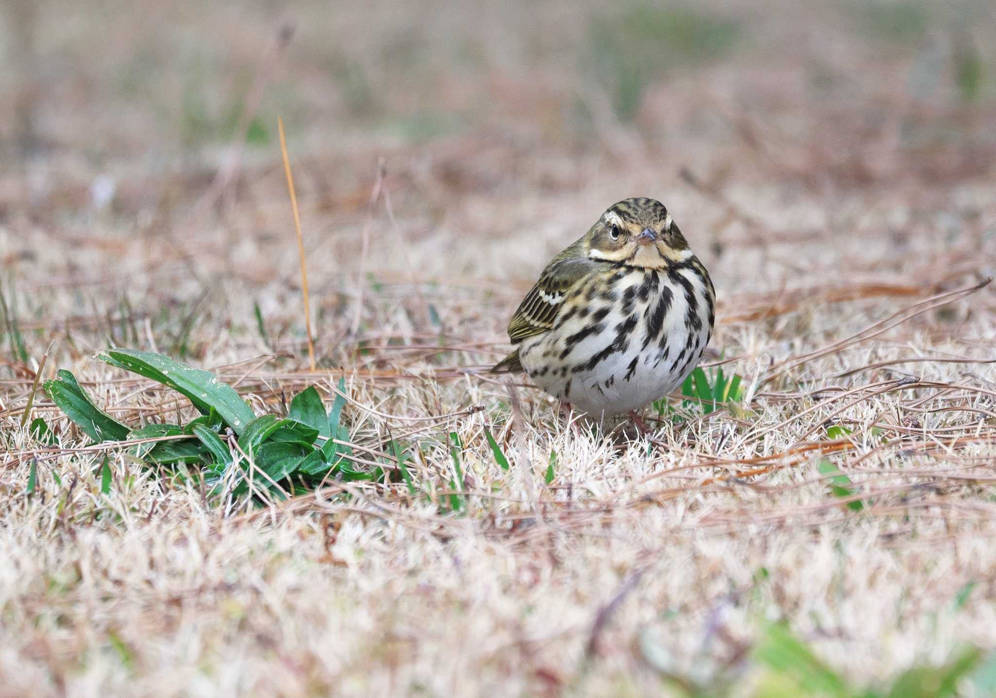 Photo of Olive-backed Pipit at Hama-rikyu Gardens by A-HA