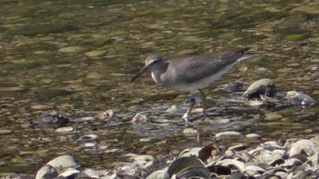 Grey-tailed Tattler Yatsu-higata Sun, 9/24/2023