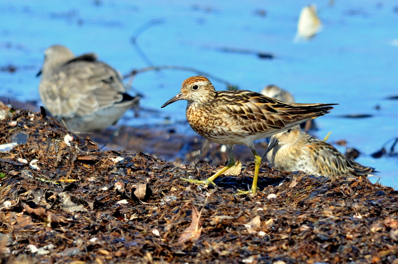 Sharp-tailed Sandpiper