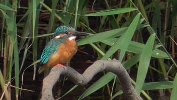 2023年9月24日(日) 谷津干潟の野鳥観察記録