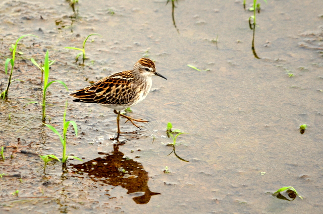 Long-toed Stint