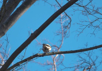 Brambling 郷土の森公園(府中市) Sun, 1/14/2024