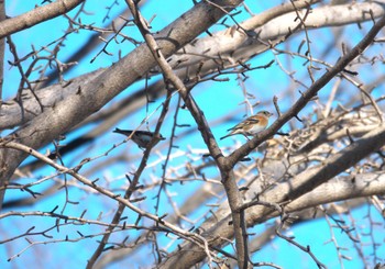 Brambling 郷土の森公園(府中市) Sun, 1/14/2024