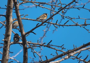 Brambling 郷土の森公園(府中市) Sun, 1/14/2024