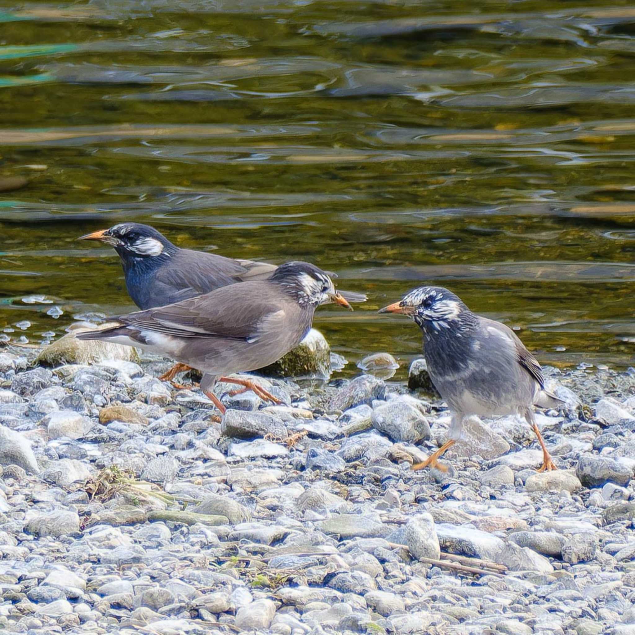 Photo of White-cheeked Starling at 鴨川 by K.AKIYAMA