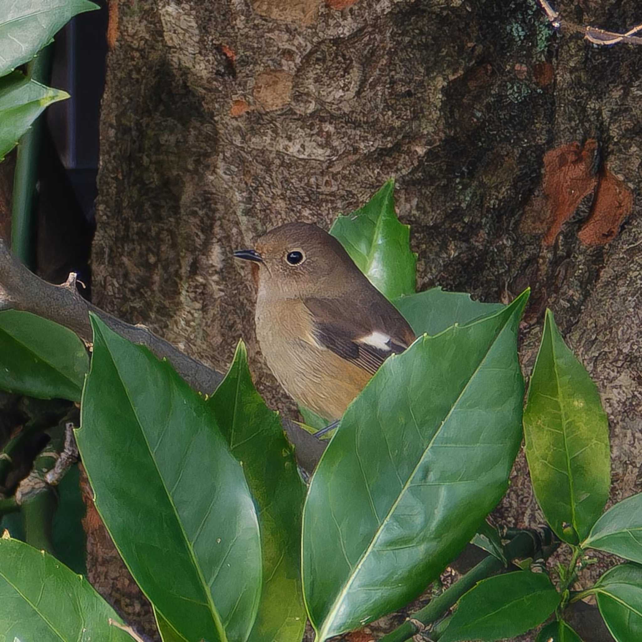 Daurian Redstart