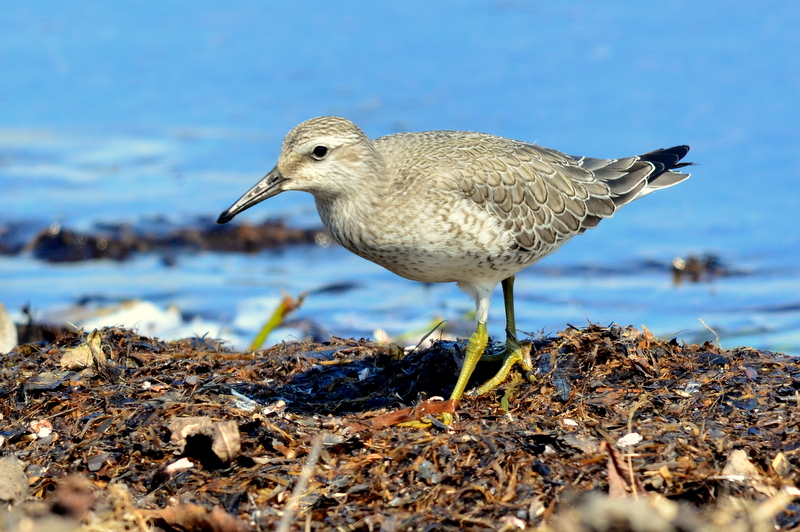 Red Knot