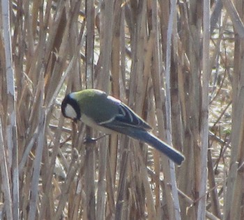 Japanese Tit 長津川ふれあい広場 Fri, 1/19/2024