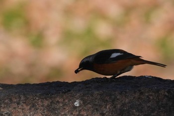 ジョウビタキ 大室公園 2024年1月15日(月)