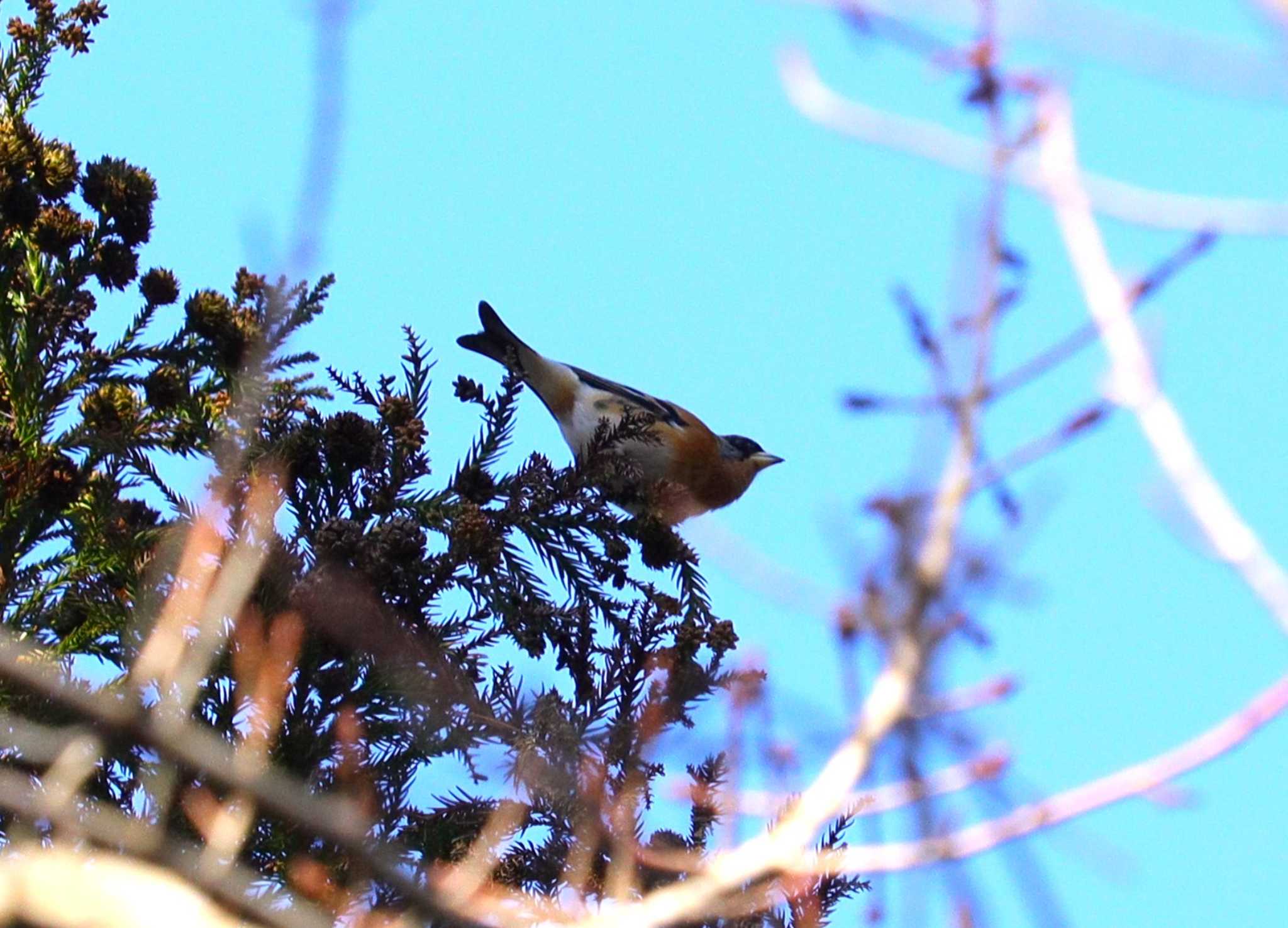 Brambling