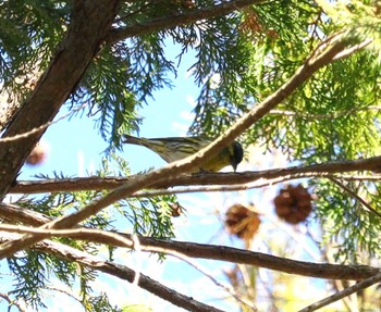 2023年12月24日(日) 三河湖園地の野鳥観察記録