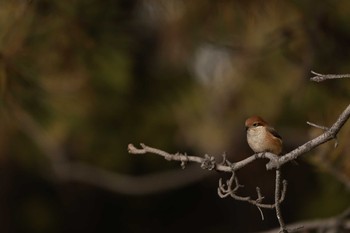 2024年1月2日(火) ふなばし三番瀬海浜公園の野鳥観察記録