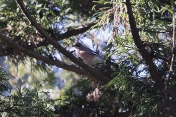 Eurasian Jay 大町自然観察園 Thu, 1/18/2024