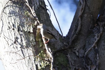 Hawfinch 大町自然観察園 Thu, 1/18/2024