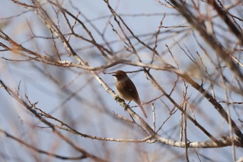 Daurian Redstart Watarase Yusuichi (Wetland) Fri, 1/5/2024