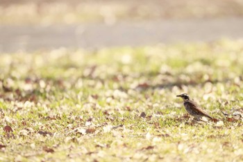 Dusky Thrush Watarase Yusuichi (Wetland) Fri, 1/5/2024