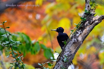 Black Woodpecker 北海道 Unknown Date