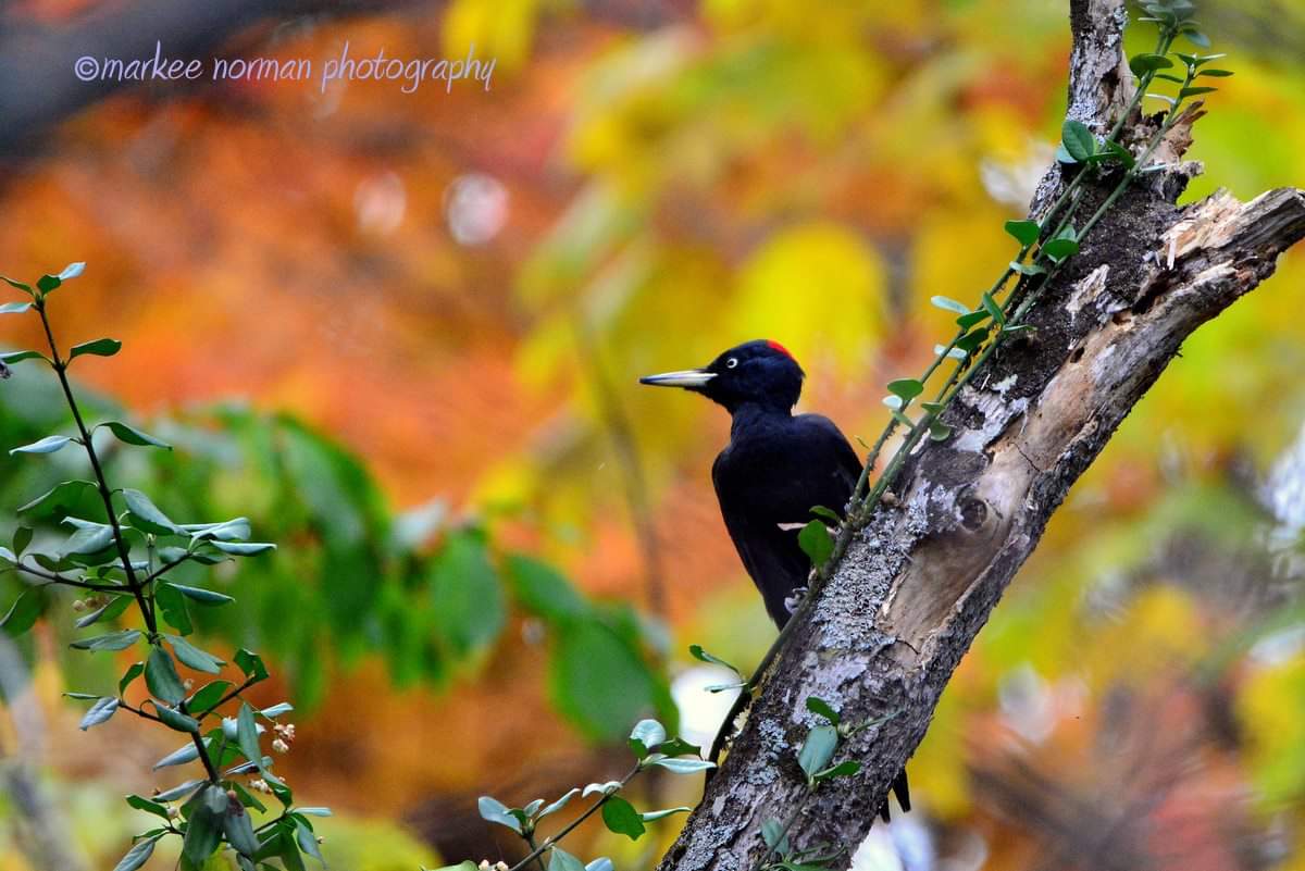 Photo of Black Woodpecker at 北海道 by Markee Norman