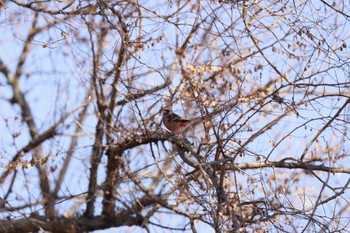 Siberian Long-tailed Rosefinch Watarase Yusuichi (Wetland) Fri, 1/5/2024