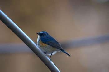 Red-flanked Bluetail 高崎自然の森 Fri, 1/19/2024