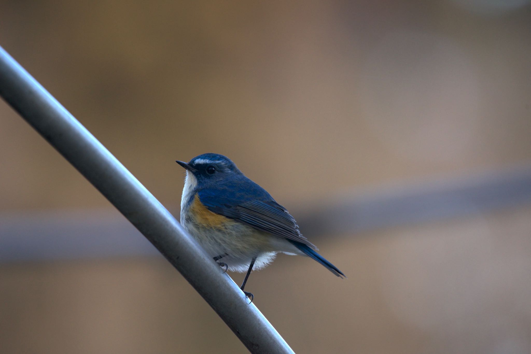 Photo of Red-flanked Bluetail at 高崎自然の森 by 西白井